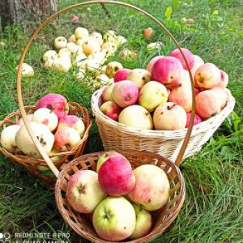 “Яблочный спас – лето уходит от нас”